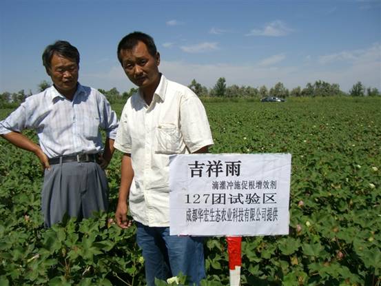 06年127团 种植试验站刘云龙察看在棉花上试验情况.jpg