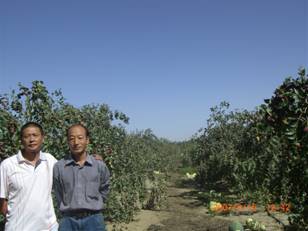 07年9月到农十四师224团枣子试验地与西北农大专家交流红枣种植技术.jpg