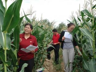 06年阿勒泰地区土肥站技术员在察看玉米示范地玉米长势情况.jpg