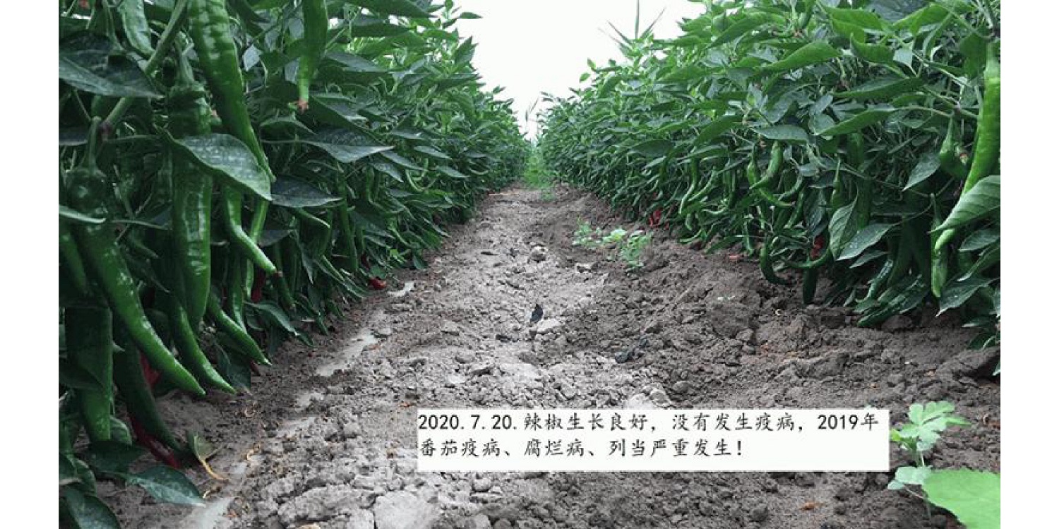 一种修复土壤重金属的生物有机肥料及其制备方法--成都华宏曹刚整理的资料2021.12.7.0045.jpg